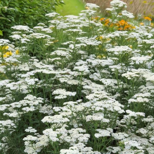 Közönséges cickafark - Achillea millefolium 'New Vintage White'