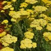 Közönséges cickafark – Achillea millefolium 'Desert Eve Light Yellow'