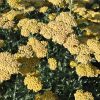 Közönséges cickafark – Achillea millefolium 'Desert Eve Light Yellow'