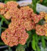 Közönséges cickafark – Achillea millefolium 'New Vintage Terracotta'