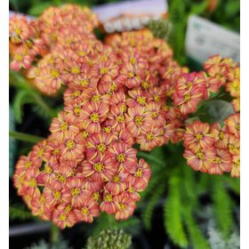   Közönséges cickafark – Achillea millefolium 'New Vintage Terracotta'