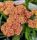 Közönséges cickafark – Achillea millefolium 'New Vintage Terracotta'