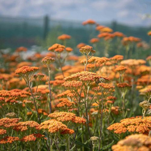 Közönséges cickafark – Achillea millefolium 'New Vintage Terracotta'