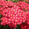 Közönséges cickafark – Achillea millefolium 'Paprika'