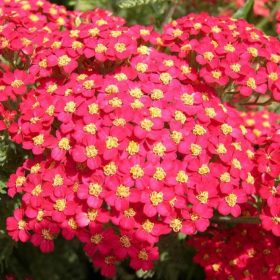   Közönséges cickafark – Achillea millefolium 'Paprika'