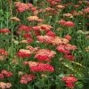 Közönséges cickafark – Achillea millefolium 'Paprika'