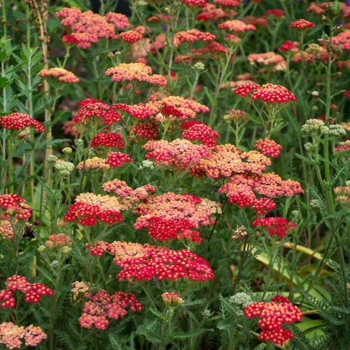 Közönséges cickafark – Achillea millefolium 'Paprika'