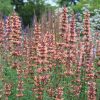 Izsópfű – Agastache 'Kolibri'