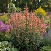 Izsópfű – Agastache 'Kolibri'