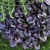 Indás ínfű – Ajuga reptans 'Black Scallop'