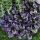 Indás ínfű – Ajuga reptans 'Black Scallop'
