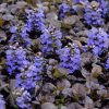 Indás ínfű – Ajuga reptans 'Black Scallop'