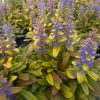 Indás ínfű – Ajuga 'Feathered Friends Fancy Finch'