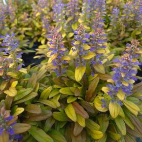   Indás ínfű – Ajuga 'Feathered Friends Fancy Finch'
