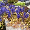 Indás ínfű – Ajuga 'Feathered Friends Fancy Finch'
