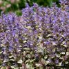 Tarka levelű ínfű – Ajuga tenorei 'Princess Nadia'