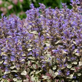   Tarka levelű ínfű – Ajuga tenorei 'Princess Nadia'