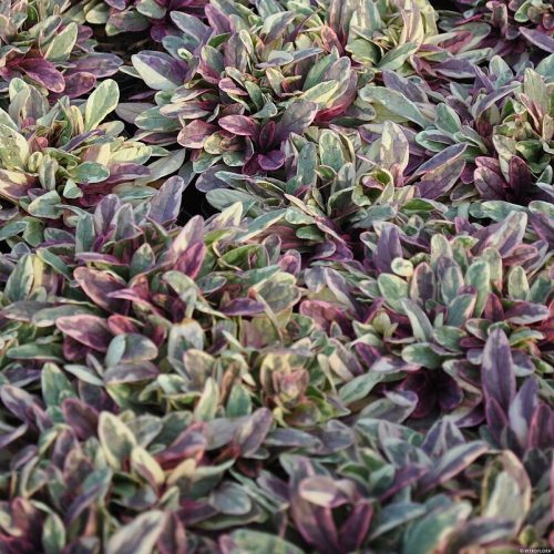 Tarka levelű ínfű – Ajuga tenorei 'Princess Nadia'