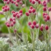 Parlagi macskatalp – Antennaria dioica 'Alex Duguid'