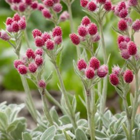   Parlagi macskatalp – Antennaria dioica 'Alex Duguid'