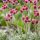 Parlagi macskatalp – Antennaria dioica 'Alex Duguid'