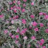 Parlagi macskatalp – Antennaria dioica 'Alex Duguid'