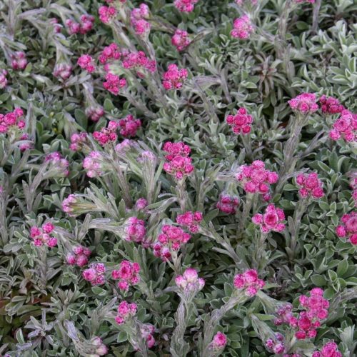 Parlagi macskatalp – Antennaria dioica 'Alex Duguid'