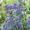 Angol kékszakáll – Caryopteris × clandonensis 'Blue Gem'