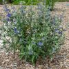 Angol kékszakáll – Caryopteris × clandonensis 'Blue Gem'
