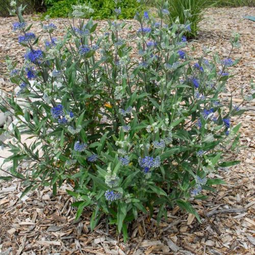 Angol kékszakáll – Caryopteris × clandonensis 'Blue Gem'