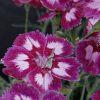 Tollas szegfű – Dianthus plumarius 'Angel of Desire'