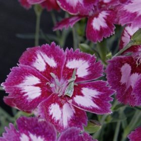   Tollas szegfű – Dianthus plumarius 'Angel of Desire'