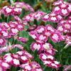 Tollas szegfű – Dianthus plumarius 'Angel of Desire'