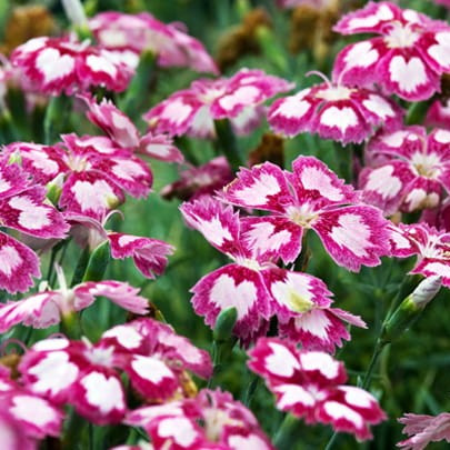 Tollas szegfű – Dianthus plumarius 'Angel of Desire'