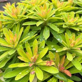   Martini-kutyatej – Euphorbia × martinii 'Walberton’s Little Treasure Gold'