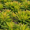 Martini-kutyatej – Euphorbia × martinii 'Walberton’s Little Treasure Gold'