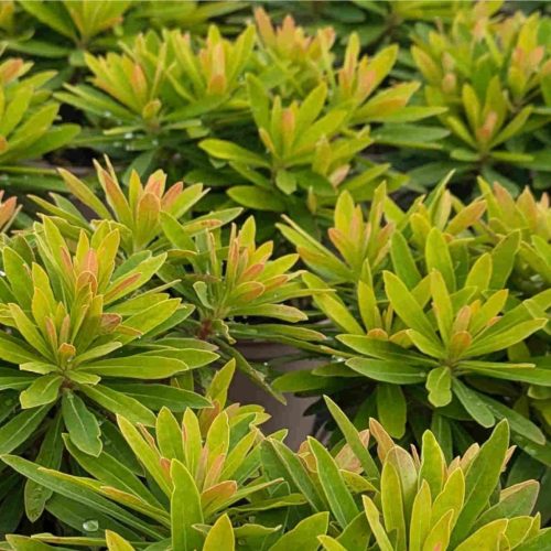 Martini-kutyatej – Euphorbia × martinii 'Walberton’s Little Treasure Gold'