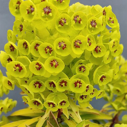 Martini-kutyatej – Euphorbia × martinii 'Walberton’s Little Treasure Gold'