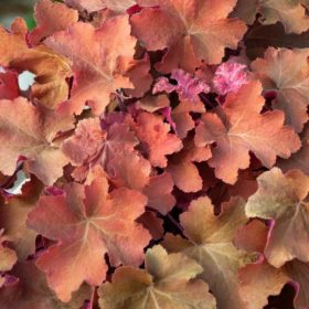 Tűzeső – Heuchera 'Caramel'
