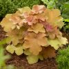 Tűzeső – Heuchera 'Caramel'