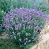 Törpe levendula – Lavandula angustifolia 'Dwarf Blue'