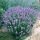 Törpe levendula – Lavandula angustifolia 'Dwarf Blue'