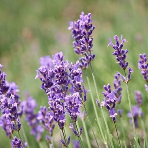 Törpe levendula – Lavandula angustifolia 'Dwarf Blue'