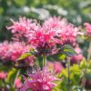 Méhbalzsam - Monarda 'Balmy Pink'