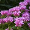 Méhbalzsam - Monarda 'Balmy Pink'