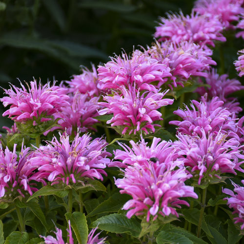 Méhbalzsam - Monarda 'Balmy Pink'