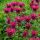 Méhbalzsam - Monarda 'Balmy Purple Red'