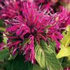 Méhbalzsam - Monarda 'Balmy Purple Red'