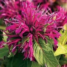 Méhbalzsam - Monarda 'Balmy Purple Red'