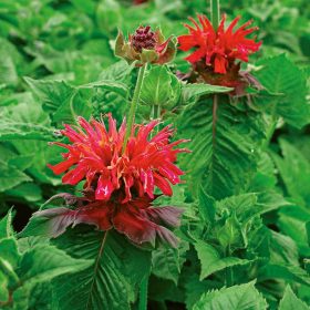 Méhbalzsam – Monarda 'Fireball'